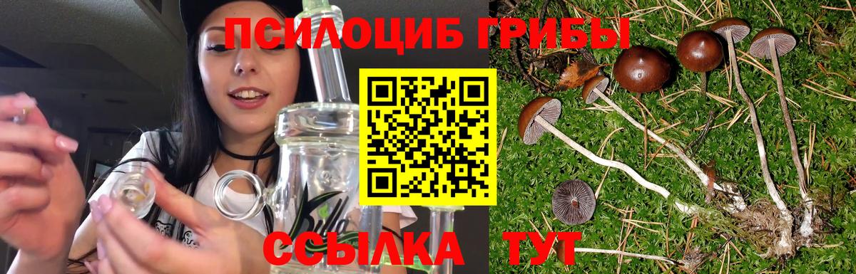 Зеленогорск  Псилоцибиновые грибы MAGIC MUSHROOMS  Вход с VPN 